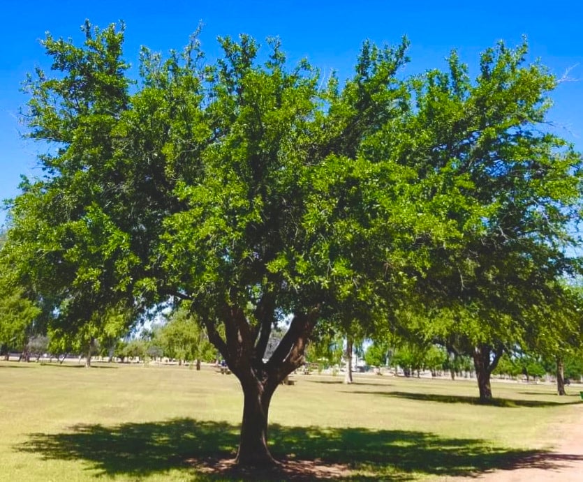 Oak, Joan Lionetti Texas Live (quercus fusiformis 'Joan Lionetti') | O ...