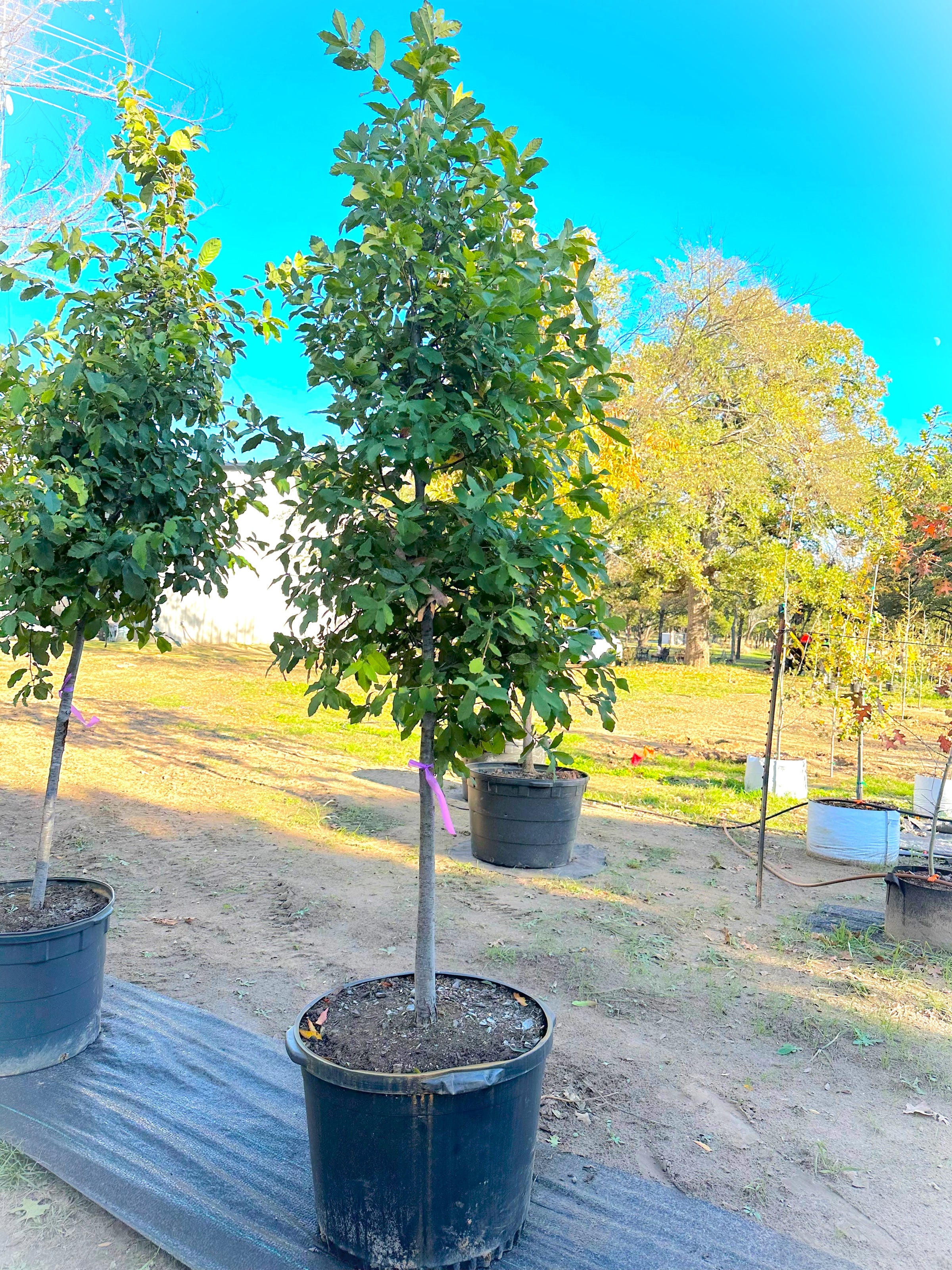 Oak, Monterrey AKA Mexican White Oak (quercus polymorpha) | O