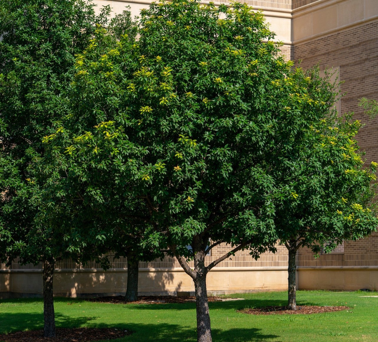 Oak, Monterrey AKA Mexican White Oak (quercus polymorpha) | O